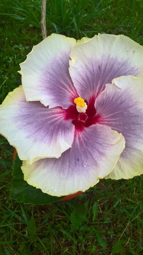 WP_20160720_20_27_47_Rich - Hibiscus Tahitian Taui