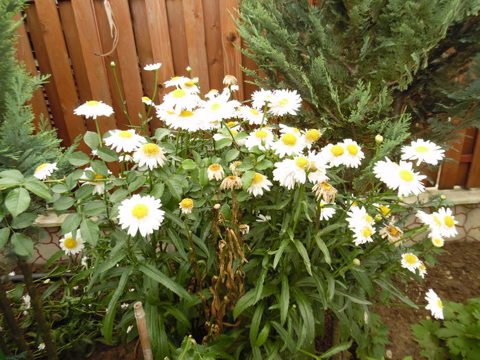 067 - 2016 Flori si Trandafiri