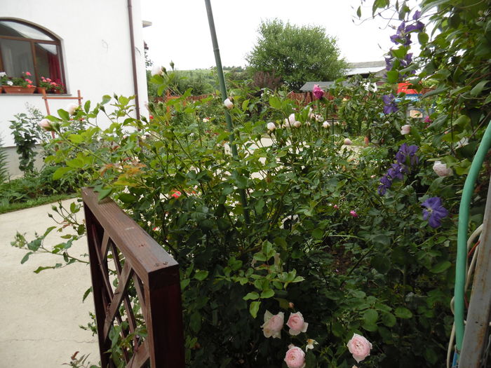 071 - 2016 Flori si Trandafiri