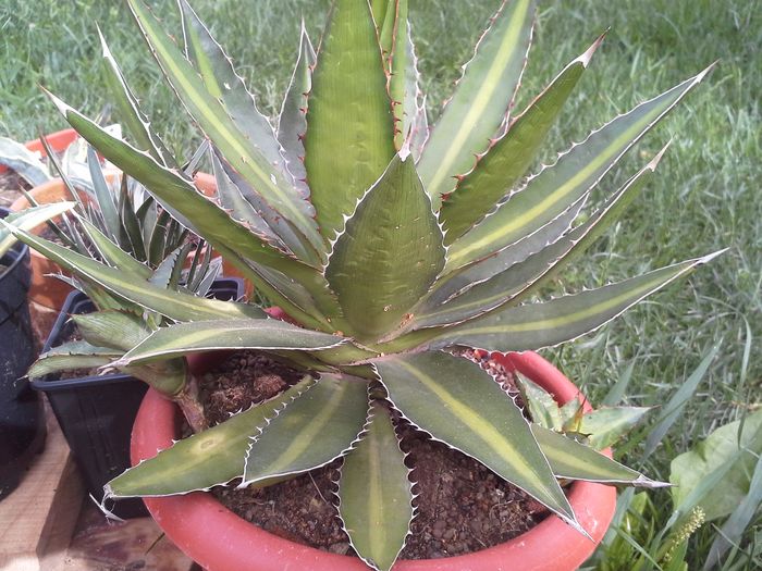 agava lophanta splendida