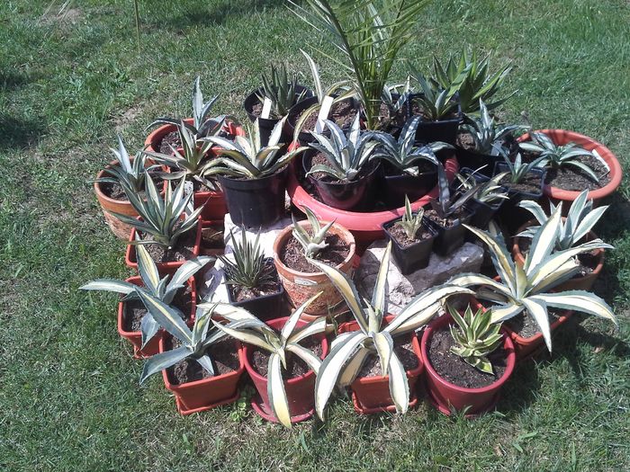 agave - agave colectie proprie
