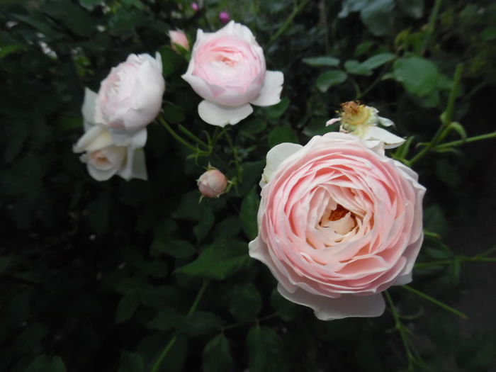 073 - 2016 Flori si Trandafiri