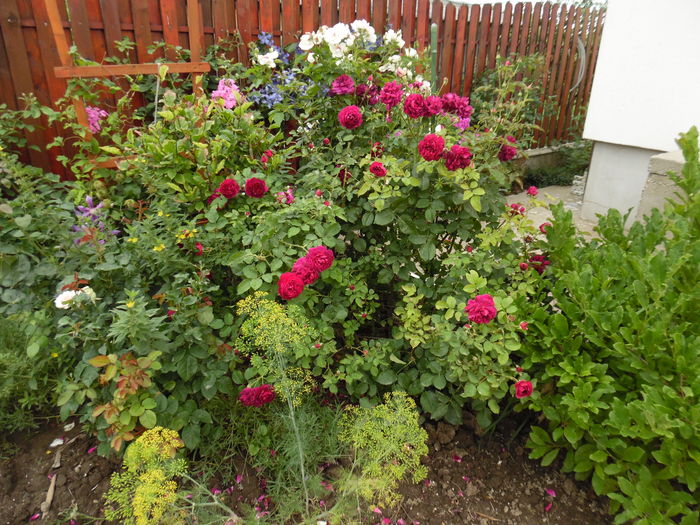 075 - 2016 Flori si Trandafiri