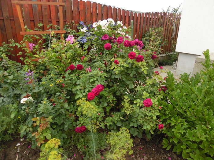 076 - 2016 Flori si Trandafiri