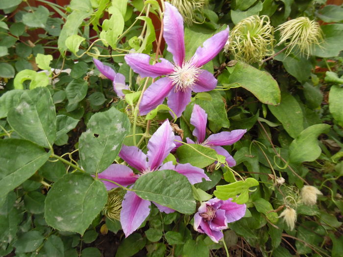 079 - 2016 Flori si Trandafiri