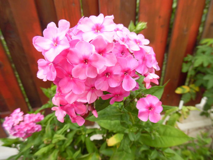 081