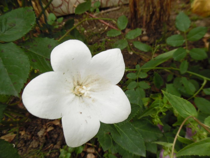 096