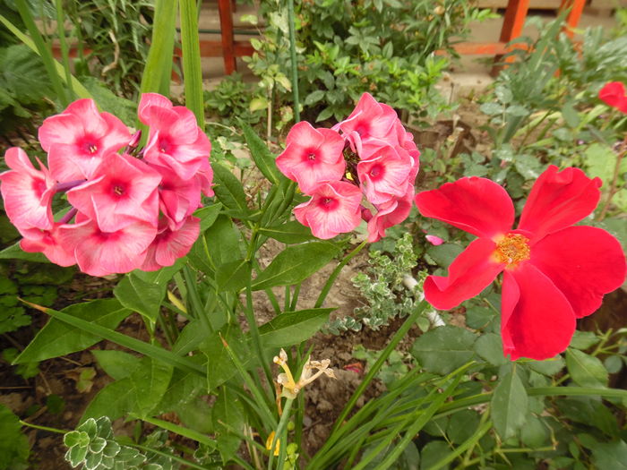 Phlox Tequila Sunrise