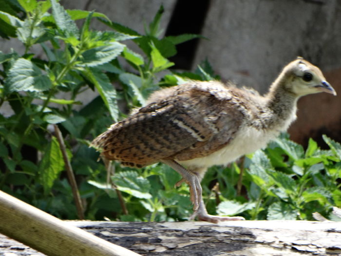 DSC09284 - Pauni 2016-2017-2018