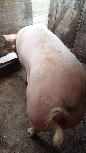 Fem 320 kg - Porcii