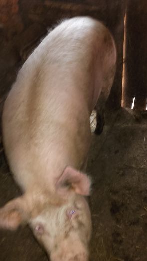 Femela 2 ,kg 220 - Porcii