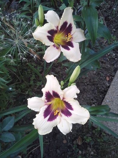 hemerocallis