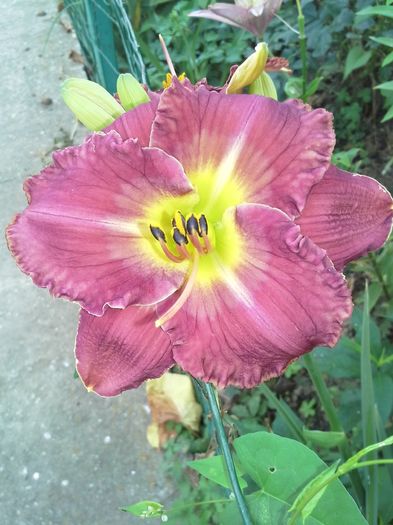 hemerocallis