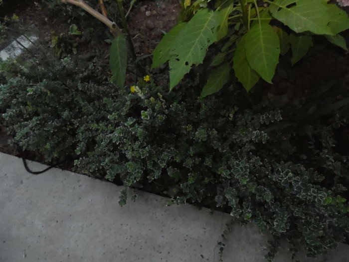 Euonymus