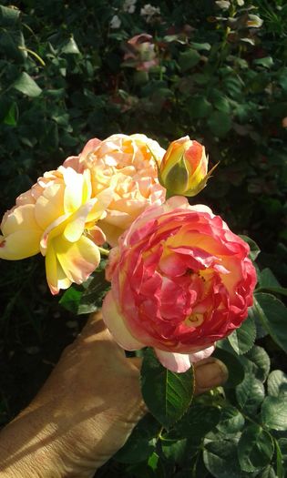 20160721_023008