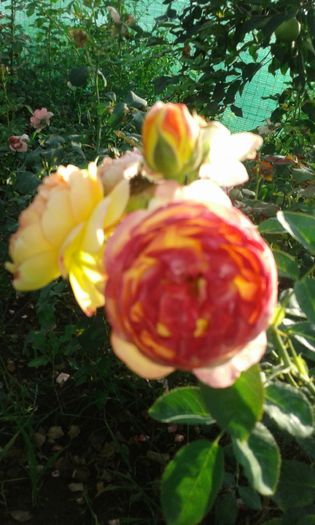 20160721_022940