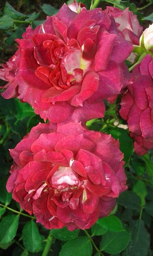 20160721_022647