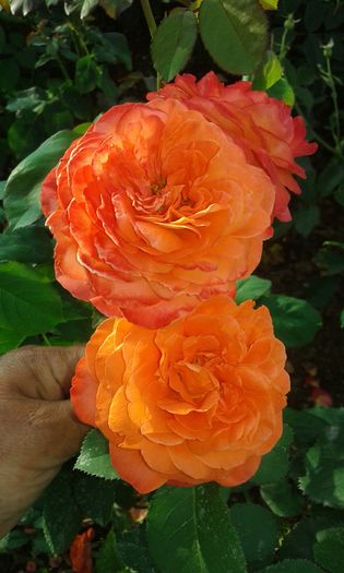 20160721_022545