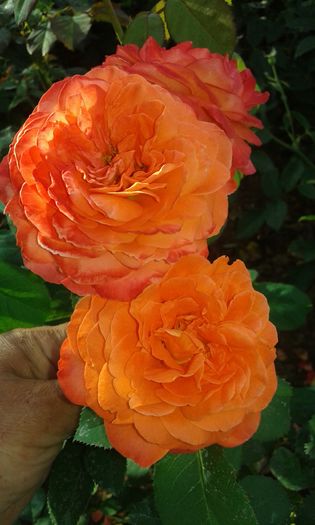 20160721_022541