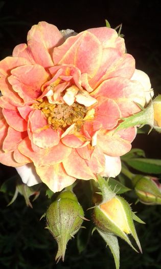 Persian Sunset - TRANDAFIRI 2016 I