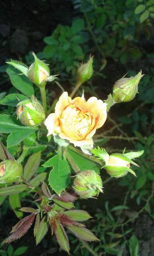 20160721_034445 - TRANDAFIRI 2016 I