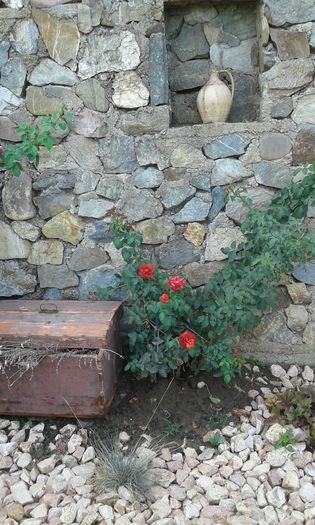 20160721_022049 - TRANDAFIRI 2016 III