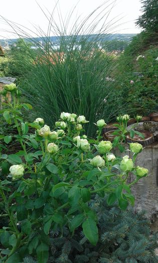 20160721_021909 - TRANDAFIRI 2016 III