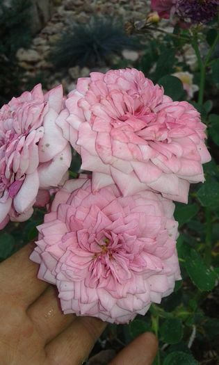 20160721_021842 - TRANDAFIRI 2016 III