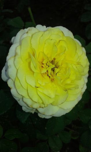 20160721_021800 - TRANDAFIRI 2016 III