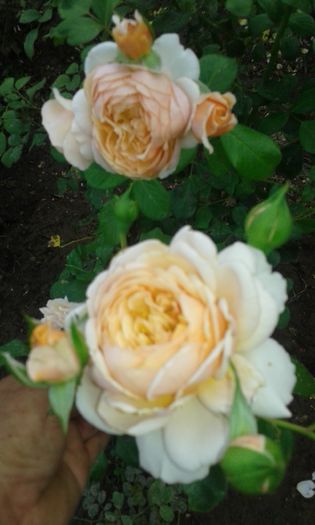 20160721_021743 - TRANDAFIRI 2016 III