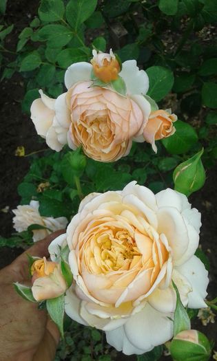 20160721_021739 - TRANDAFIRI 2016 III