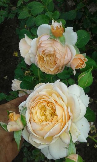 20160721_021732 - TRANDAFIRI 2016 III