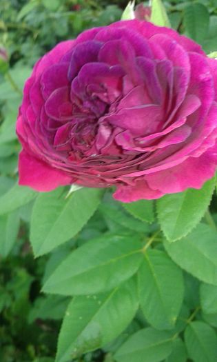 20160721_015329 - TRANDAFIRI 2016 III