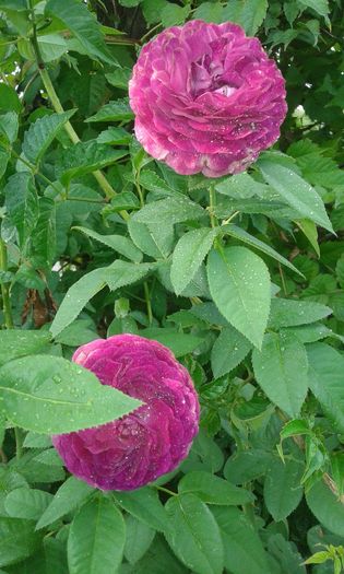 20160721_015312 - TRANDAFIRI 2016 III