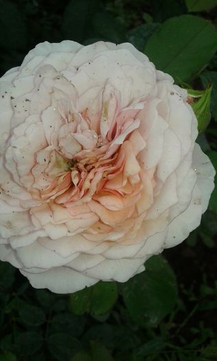 20160720_163808 - TRANDAFIRI 2016 III