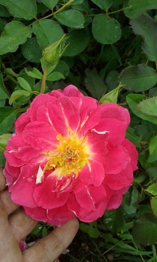 20160720_163753 - TRANDAFIRI 2016 III