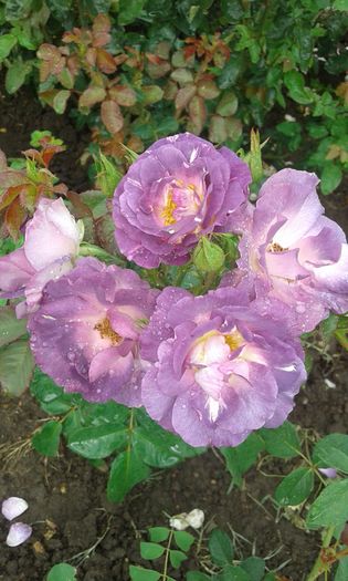 20160720_163559 - TRANDAFIRI 2016 III