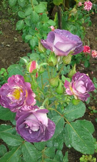 20160720_163532 - TRANDAFIRI 2016 III