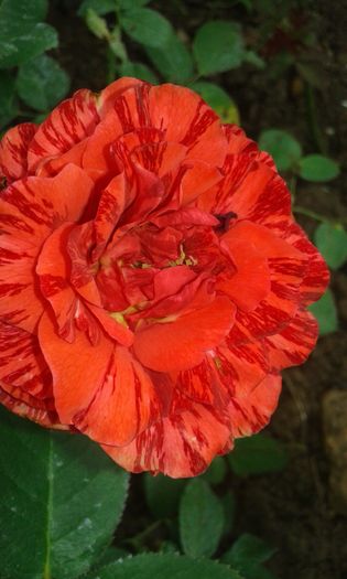 20160720_163409 - TRANDAFIRI 2016 III