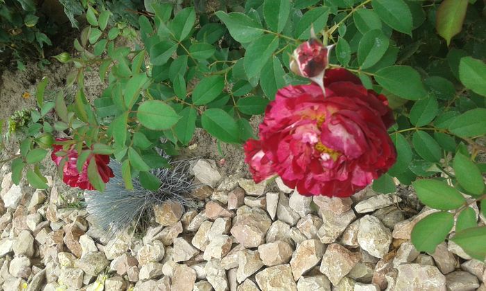 20160720_163103 - TRANDAFIRI 2016 III