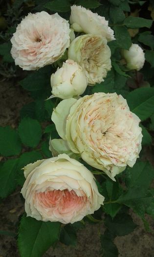 20160720_162945 - TRANDAFIRI 2016 III