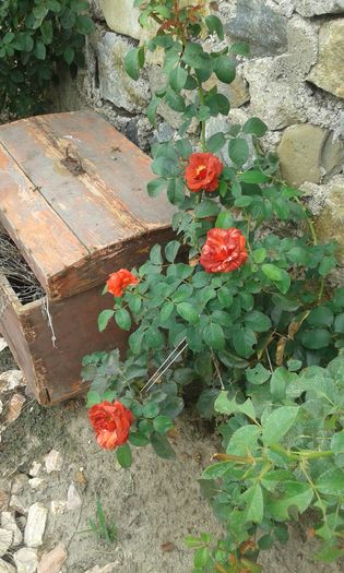 20160720_162511 - TRANDAFIRI 2016 III