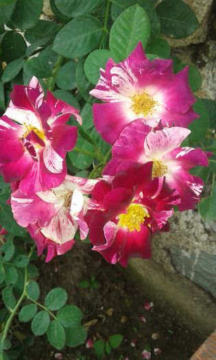 20160720_162458 - TRANDAFIRI 2016 III