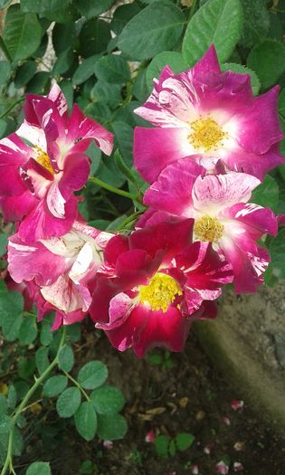 20160720_162431 - TRANDAFIRI 2016 III