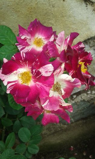 20160720_162417 - TRANDAFIRI 2016 III
