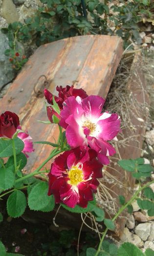20160720_162406 - TRANDAFIRI 2016 III