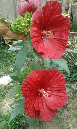 20160720_162132 - TRANDAFIRI 2016 III