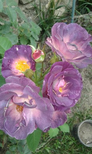 20160720_162037 - TRANDAFIRI 2016 III