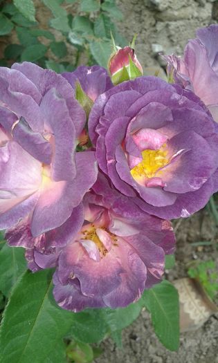 20160720_162031 - TRANDAFIRI 2016 III