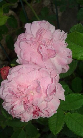 20160720_161903 - TRANDAFIRI 2016 III